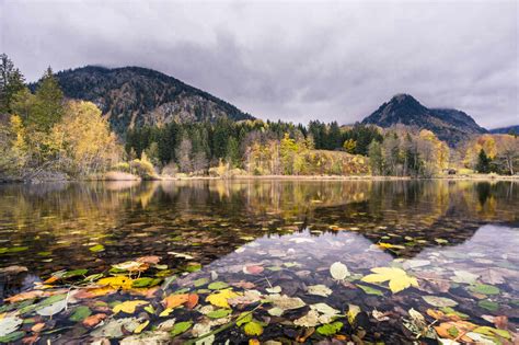 Germany Bavaria Allgau Alps Oberstdorf Autumn Leaves On Moorweiher