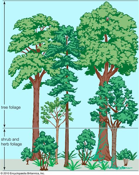 Temperate Forest Tree Types