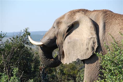 South Africa Wild Nature · Free Photo On Pixabay