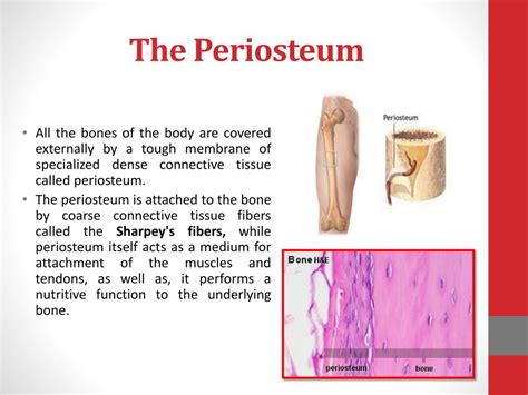Inner Layer Of Periosteum