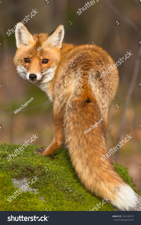 Red Fox Largest True Foxes Has Stock Photo 744120373 Shutterstock