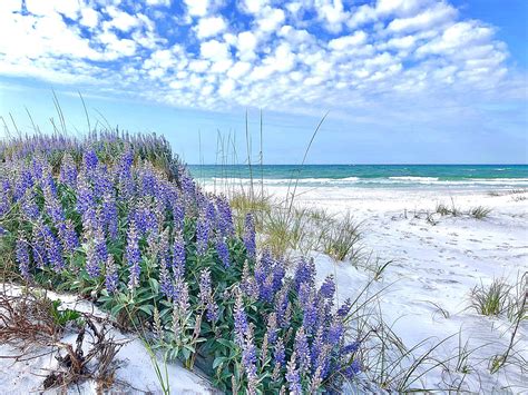 Beach Wildflowers Linda Scruggs