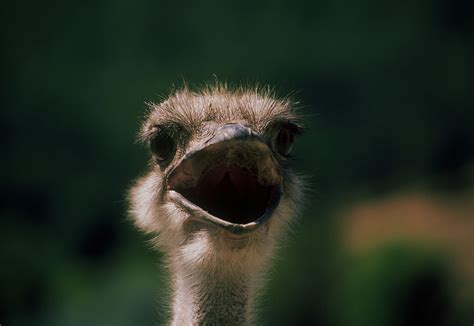 Do Ostriches Really Bury Their Heads In The Sand Howstuffworks