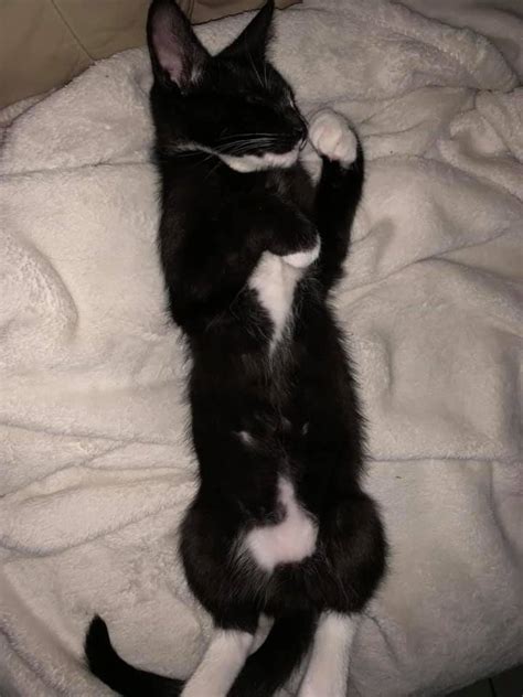 14 Cats Showing Their Bellies Cute Compilation Viral