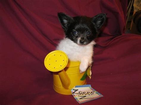 Chion Male Ckc Papillon And Chihuahua Mix Designer Puppies For Sale