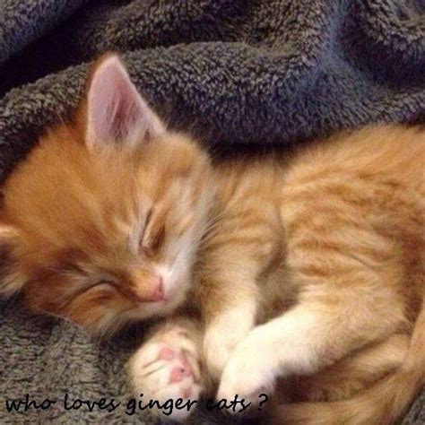 Timeline Photos Who Love Ginger Cats Kittens Cutest