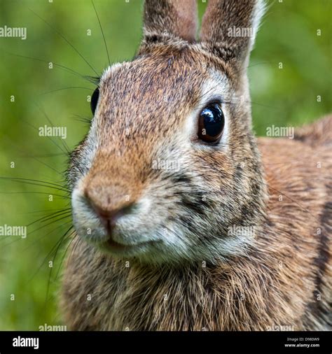 Closeup Of Wild Eastern Brown Rabbit Stock Photo Alamy