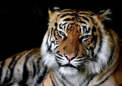 The Sleepy Sumatra Tiger Tierpark Berlin Friedrichsfelde Flickr