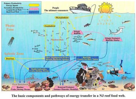 Marine Life Marine Life Cycles