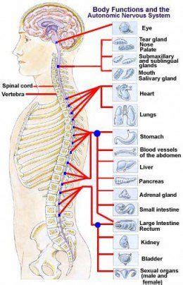 It is like that for several reasons, all of which you can understand by looking at the anatomy of the thoracic spine. Pin on Health & Disease