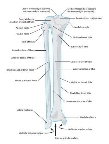 Includes leg (femur, tibia, patella, and fibula) and foot (tarsals and digits) bones. Lower Leg - Boc preparationLower Leg, Ankle & foot