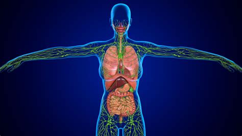 Best Anatomy Lymphatic System Images Lymphatic System Anatomy Sexiz Pix