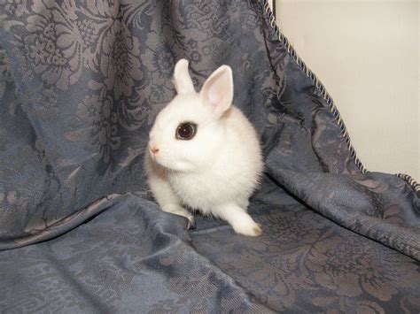 Dwarf Hotot Rabbit Breeds Cute Animals Animals