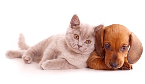 Kitten and puppy kissing picture. Cat And Dog Friendship Wallpapers High Quality | Download Free