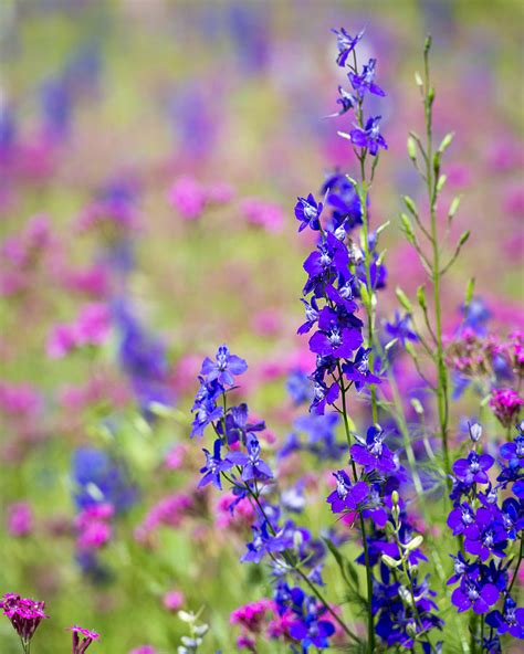 North Carolina Wildflowers Photograph By Joy Ciaccio Fine Art America