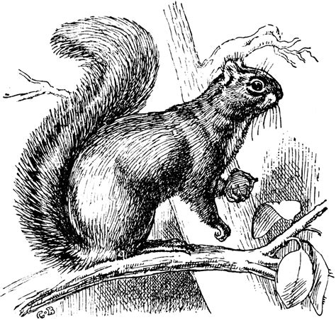 Black and white nest clipart. Gray Squirrel | ClipArt ETC