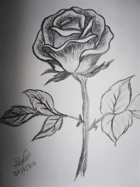 A Pencil Drawing Of A Rose With Leaves