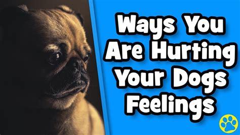 5 Ways You Are Hurting Your Dogs Feelings Without Knowing Youtube