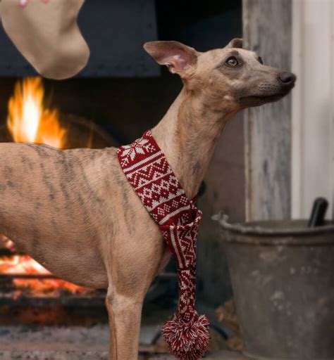 Knitted Christmas Snowflake Dog Scarf By Mutts And Hounds