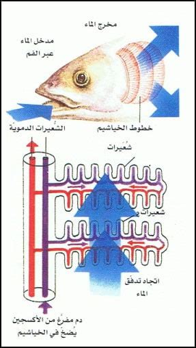 كيف تتنفس الاسماك تحت الماء