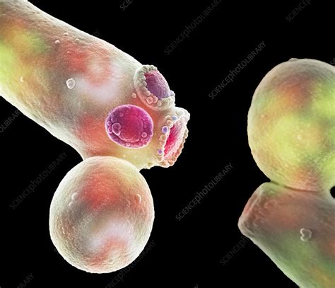 Candida Albicans Sem Stock Image C0435766 Science Photo Library
