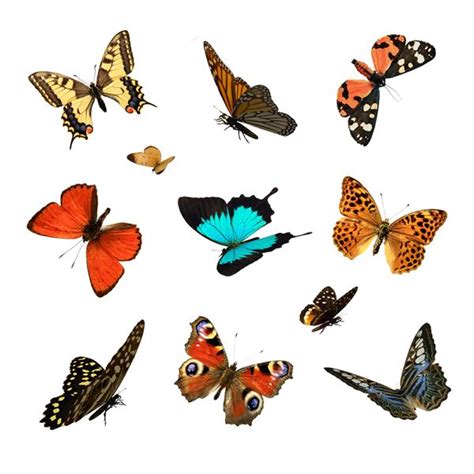 Butterfly Overlays Free Photoshop Overlays Photoshop Painting