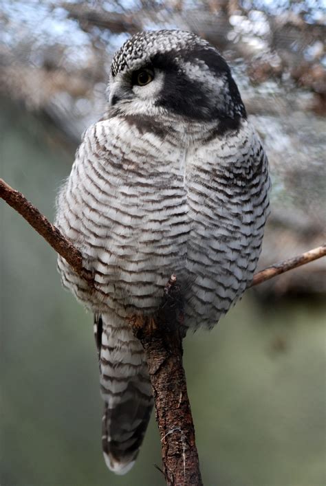 Fotos Gratis Naturaleza Rama Pájaro Ala Fauna Silvestre Pico