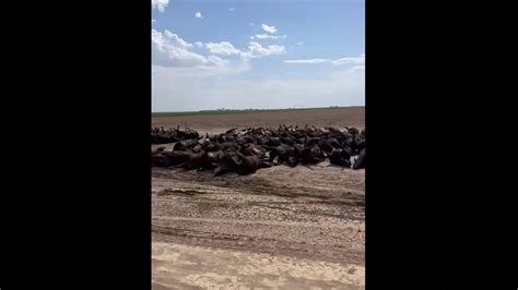 Wow Thousands Of Dead Cattle In Kansas Was It The Heat Youtube