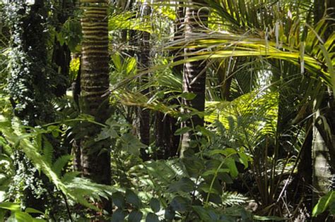 Due to this, one of their primary characteristics is the hot and wet climate. Tropical Rainforest Biome: Climate, Location, Plant & Animal