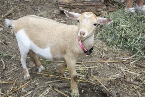 Goat Baby Goat On The Farm Wels Net Flickr