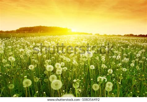 Dandelions Meadow During Sunset Stock Photo Edit Now 108356492