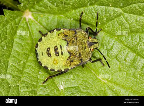 Larva Of A Green Stink Bug Palomena Prasina Stock Photo Alamy