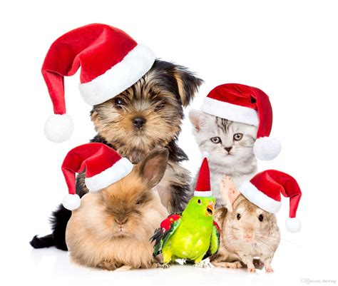 ¿por Qué No Debes Regalar Una Mascota En Navidad Hundsport