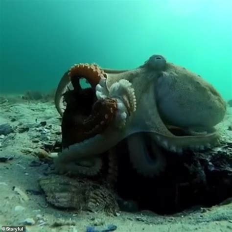Two Octopuses Caught On Camera Having Sex In The Mornington Peninsula In Victoria Daily Mail