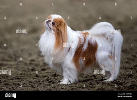Red And White Japanese Chin Stock Photo Alamy