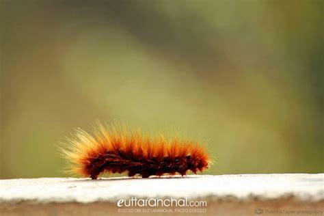 Brown Hairy Caterpillar Jhus Keeda Uttarakhand Photos