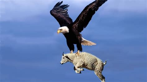 Eagles Attacks 2019 Golden Eagle Vs Goat Hawk Vs Snake Eagle Vs