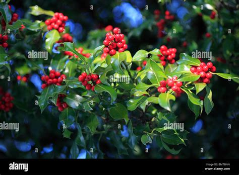Bright Red Holly Berries High Resolution Stock Photography And Images
