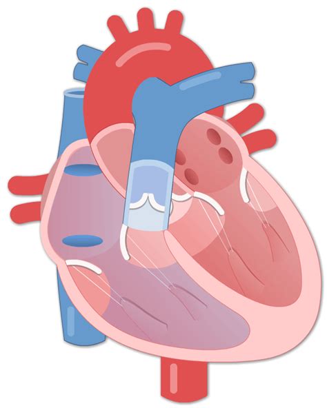 The Cardiac Cycle Animation Cardiac Cycle Cardiac Cycle Pelajaran