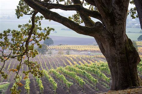 Biodynamic Oregon Wineries WineryHunt Oregon