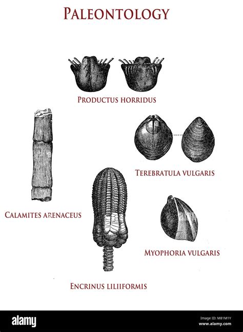 ilustración vintage de paleontología vegetal fosilizada y conchas productus horridus calamites