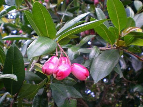 Fruit Warehouse Brush Cherry Syzygium Paniculatum