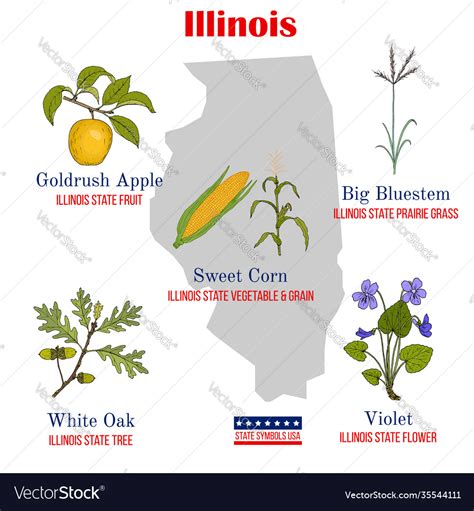 Illinois Set Usa Official State Symbols Royalty Free Vector