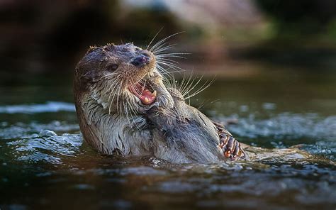 Killer Otter Shocks Bystanders After Attacking And Drowning Seagull