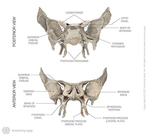 Sphenoid Bone Encyclopedia Anatomyapp Learn Anatomy 3d Models Articles And Quizzes