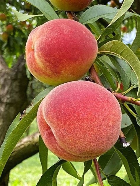 Lovell Heirloom Peach Fruit Tree Seedling Yellow Edible Etsy