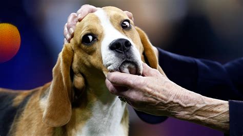 Funny Photos From The Westminster Dog Show