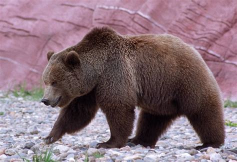 California Grizzly Bear The Golden State Pinterest Bears Animal