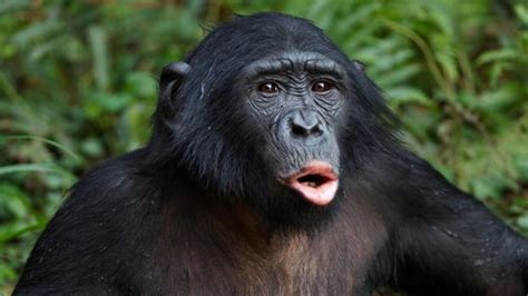 Bbc Earth Do Bonobos Really Spend All Their Time Having Sex