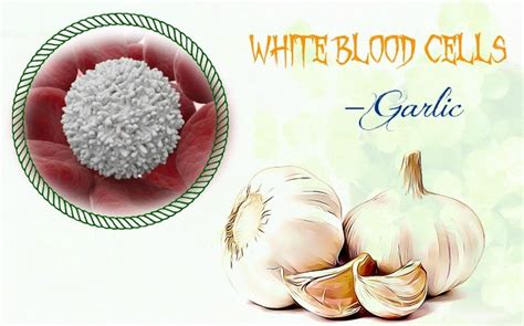 Top 10 Best Foods To Increase White Blood Cells Count